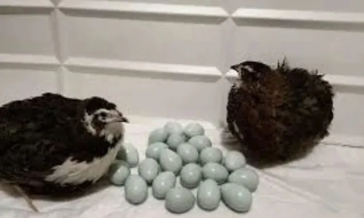 Інкубаційні яйця перепілок - фото № 1