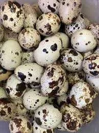 Перепелині інкубаційні яйца - фото № 1