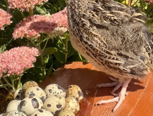 Продам ІНКУБАЦІЙНЕ яйце перепелине - фото № 1