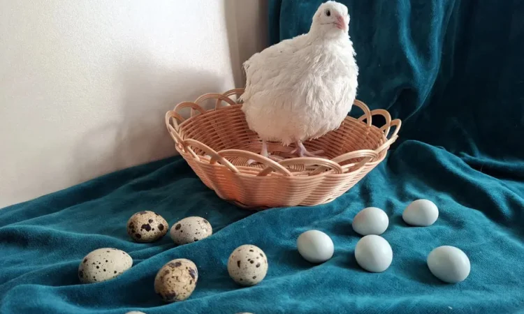 Перепелині інкубаційні яйця . Техас, Селадон. - фото № 1