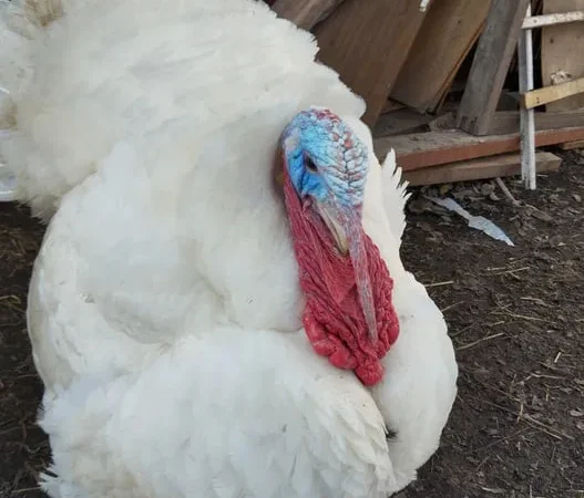 Індичі інкубаційні яйця - фото № 1