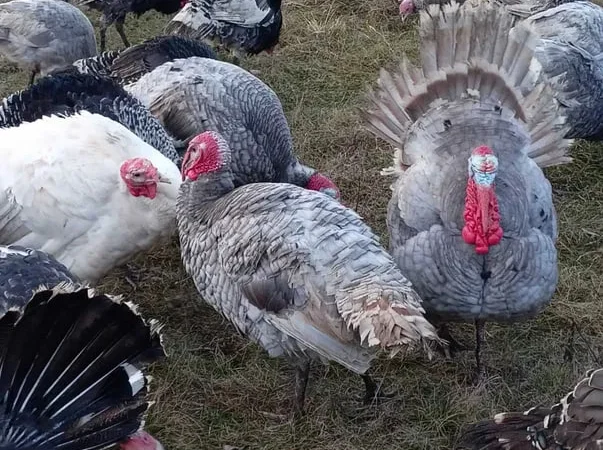 Інкубаційні індичі яйця - фото № 1