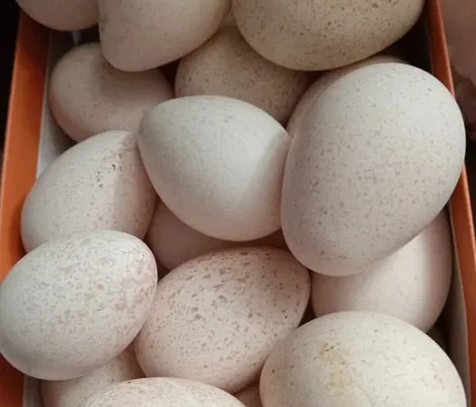Продам інкубаційні індичі яйця - фото № 1
