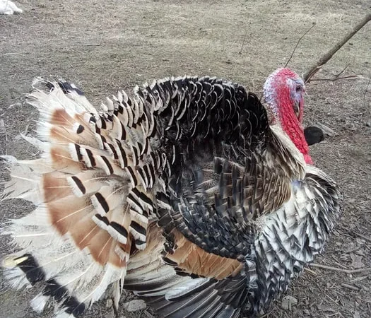 Продам індичі інкубаційні яйця - фото № 1