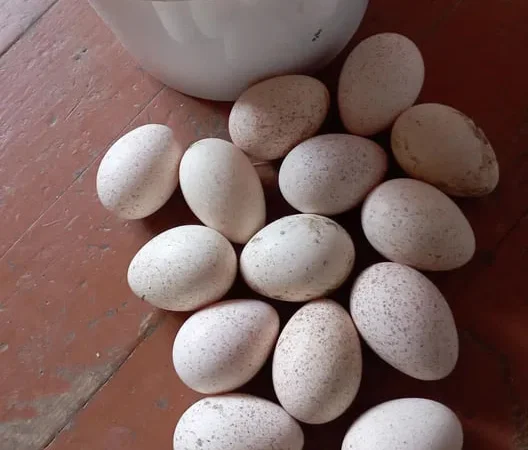 Інкубаційні індичі яйця домашні - фото № 1