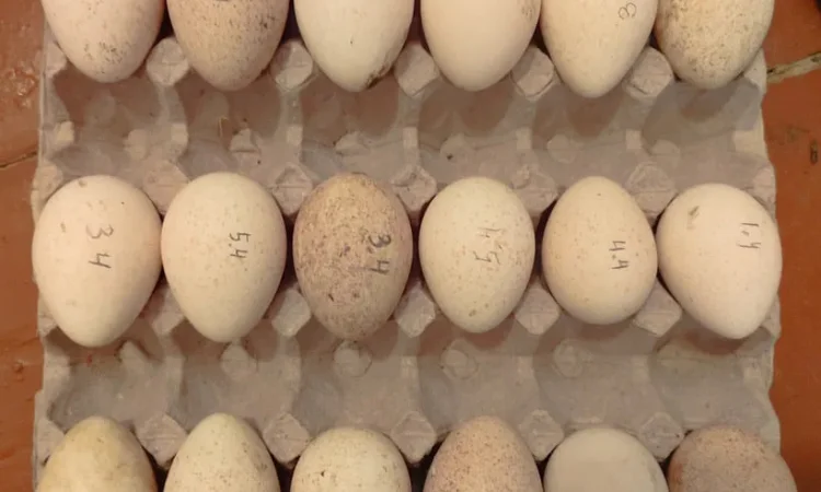 Індиче інкубаційне яйце в наявності - фото № 1