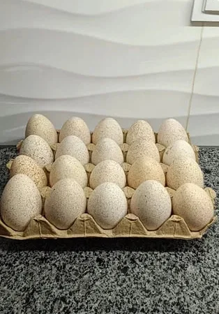 Індичі яйця для інкубації - фото № 1