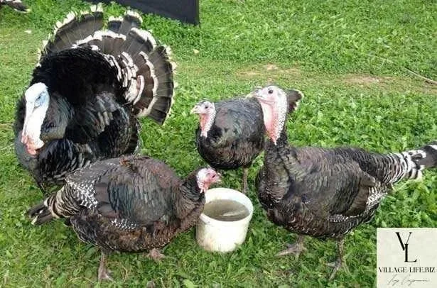 Яйця індичі інкубаційні. - фото № 1