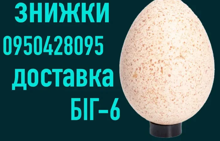 Яйцо Инкубационное| Яйце Інкубаційне | БИГ-6 - фото № 1