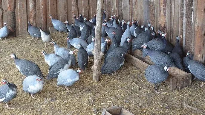 Продам інкубаційні яйця цесарок та фазанів - фото № 1