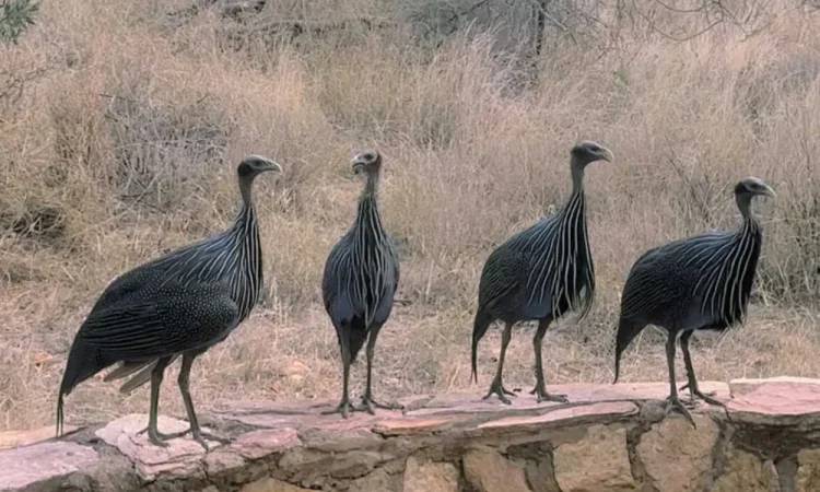 Інкубаційне яйце. Цесарка Грифова! - фото № 1