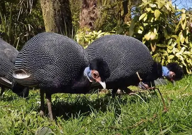 Інкубаційне яйце Цесарка Хохлата, Чубата.Молодняк - фото № 1