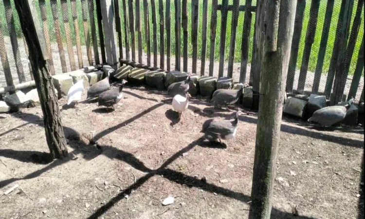 Продам інкубаційне яйце цесарки - фото № 1