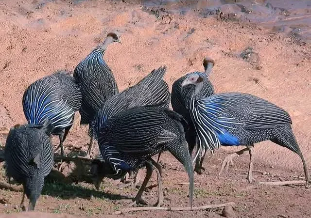 Продаємо інкубаційне яйце цесарки.Грифова, Хохлат - фото № 1