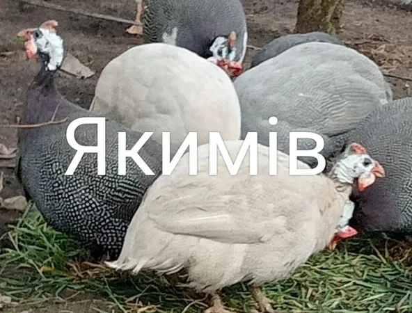 Інкубаційні яйця цесарок - фото № 1