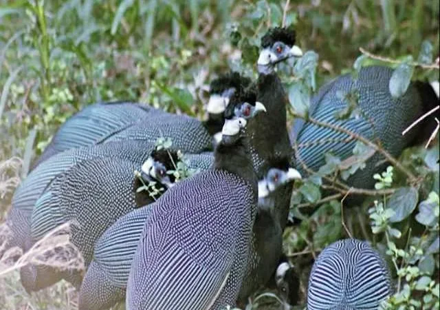 Інкубаційне Яйце. Птахи. Цесарка серо-крапчаста - фото № 1