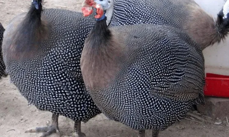 Яйце інкубаційне цесарки - фото № 1