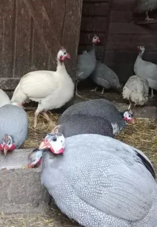 Цесарка(ія.яйце) - фото № 1