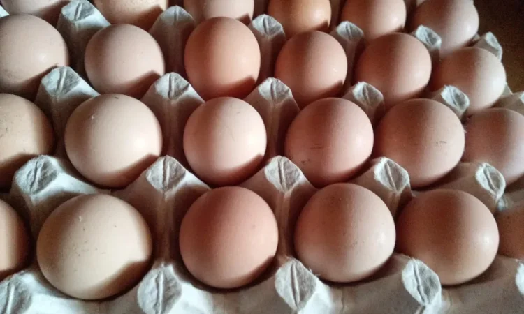 Інкубаційне яйце цесарки - фото № 1