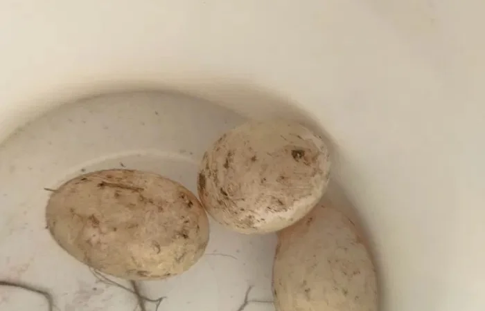 Яйце качине інкубаційне орвія - фото № 1