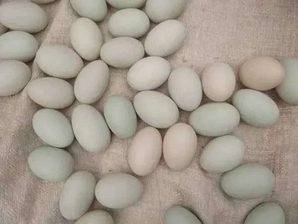 Продам качині інкубаційні яйця - фото № 1