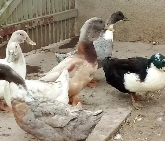 Яйця качині інкубаційні - фото № 1