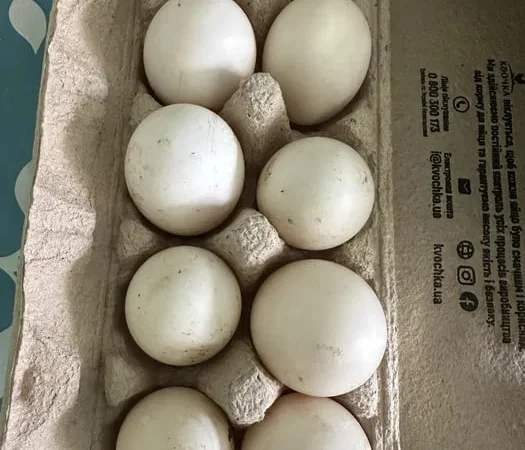 Качки інкубаційні качині яйця - фото № 1