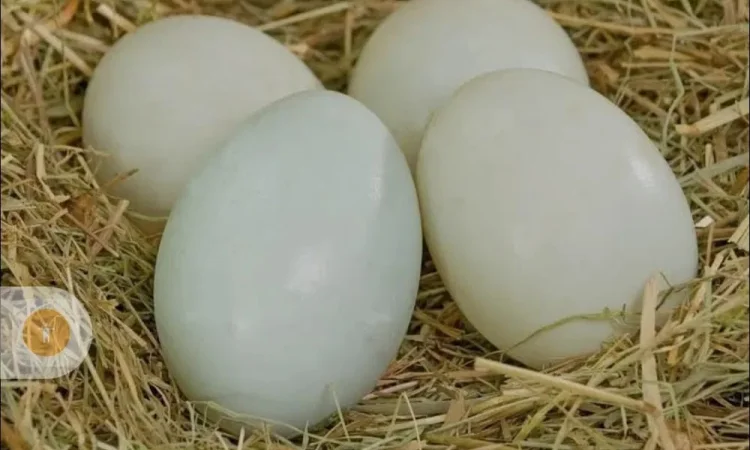 Інкубаційні яйця качині мускусна утка - фото № 1