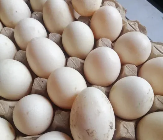 Яйця інкубаційні качок шипунів. - фото № 1