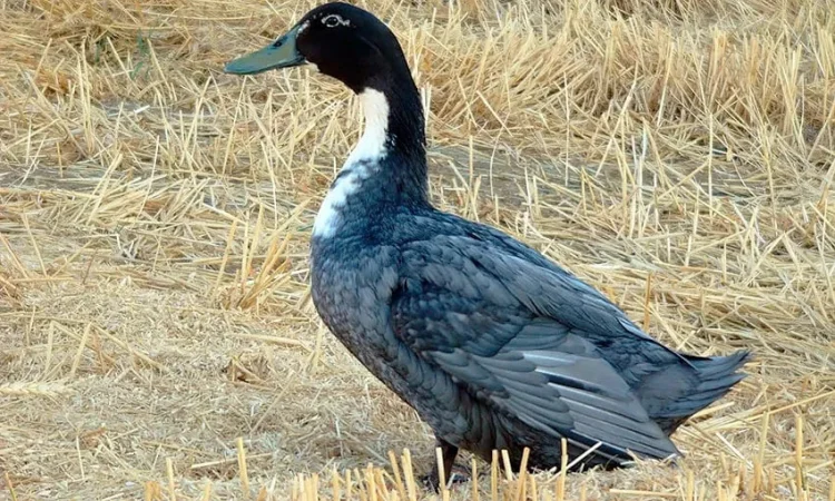 Інкубаційне качине яйце Блакитний Фаворит - фото № 1