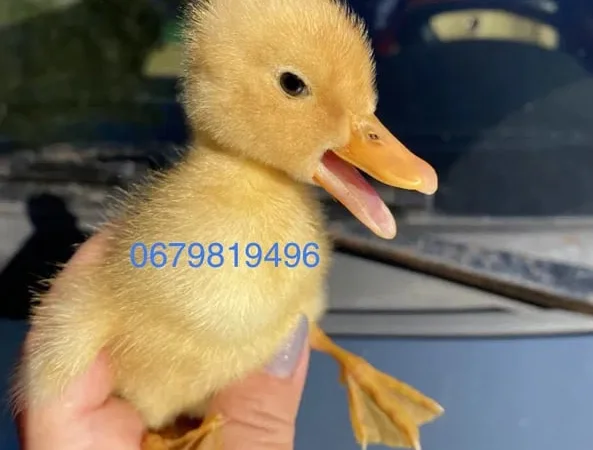 Качині інкубаційні яйця - фото № 1