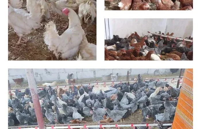 Продам кури несушки! Доставка безкоштовна. - фото № 1