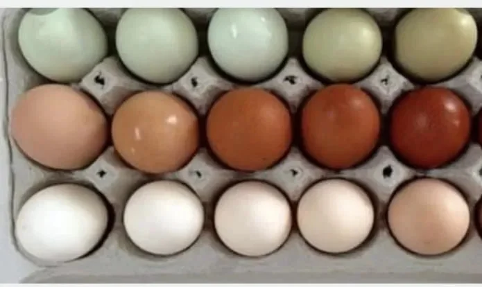 Інкуб/яйця курячі різних порід( 10 порід курей.) - фото № 1