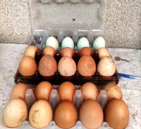 Продам домашні курячі яйця, оптом від 150 шт деш. - фото № 1