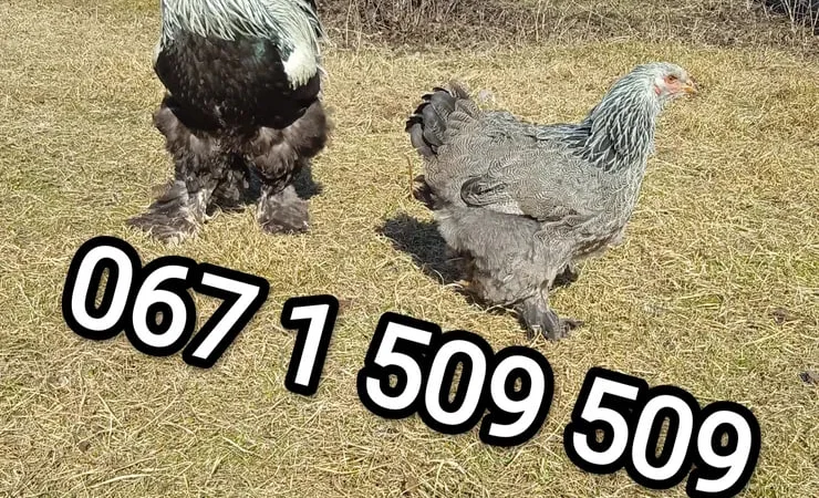 Великі кури Брами інкубаційні яйця - фото № 1