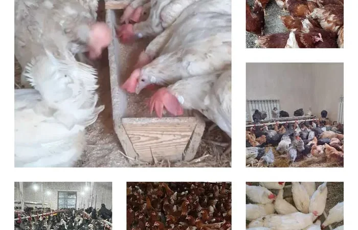 Продам кури несушки! Доставка безкоштовна. - фото № 1