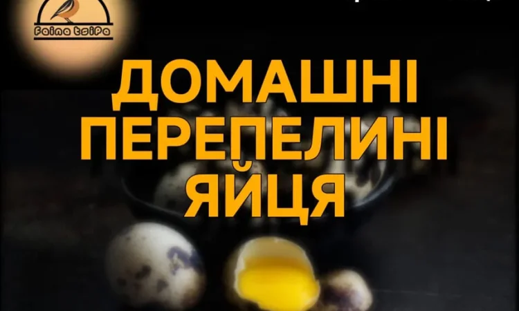 Перепелині Інкубаційні та харчові яйця - фото № 1