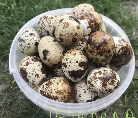 Яйця перепілок столові харчові інкубаційні - фото № 1