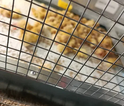 Перепела , яйця, підрощенні,добові , м'ясо - фото № 1