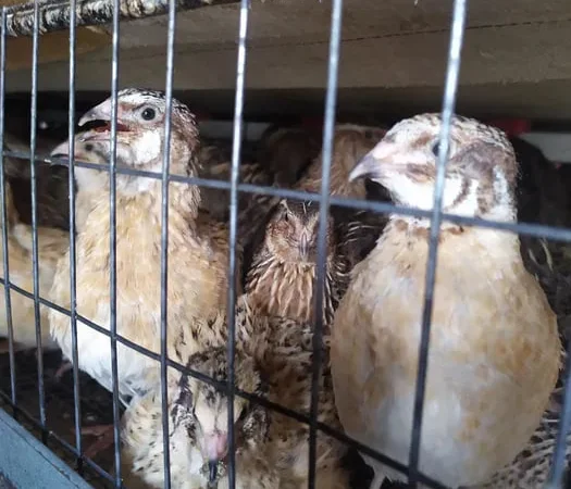 Перепела фараон, фєнікс яйця - фото № 1