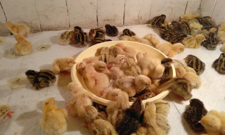 Перепела молодняк - фото № 1