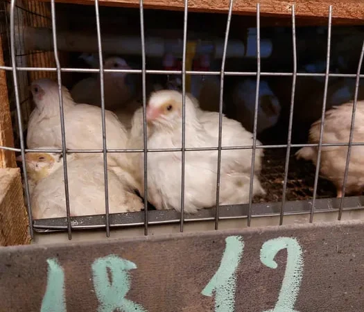 Перепела техасский белый - фото № 1