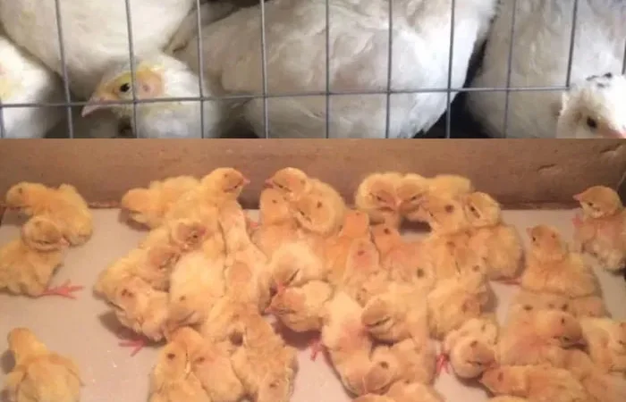 Перепела суточные - фото № 1