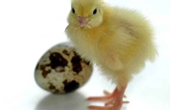 Перепел. Молодняк. Дорослі. Техасці. Естонці. - фото № 1