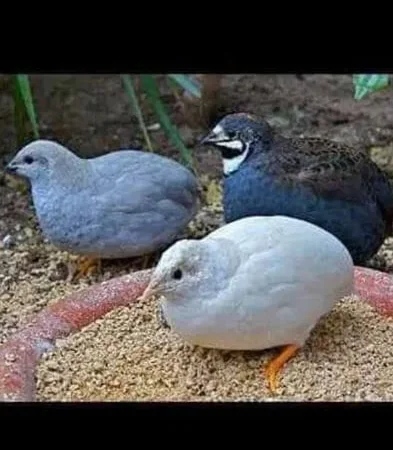 Китайские перепела. - фото № 1