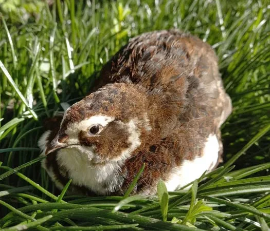 Перепела Селадон (Целадон), інкубаційні яйця - фото № 1