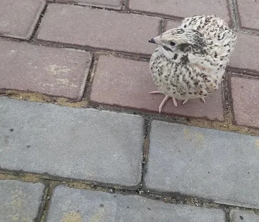 Перепела золотистый феникс - фото № 1