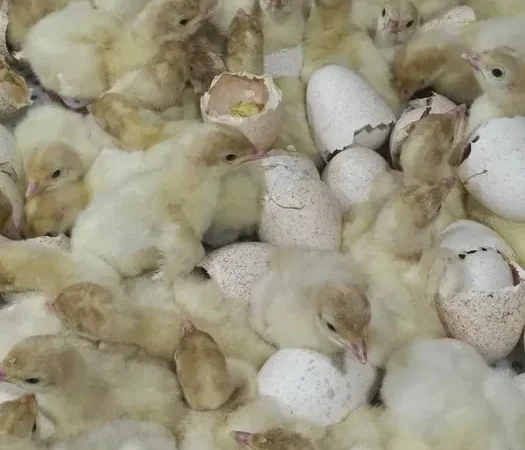 Підрощені індичата Біг-6. - фото № 1