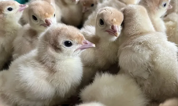 Індичата важкий крос Біг 6 - фото № 1