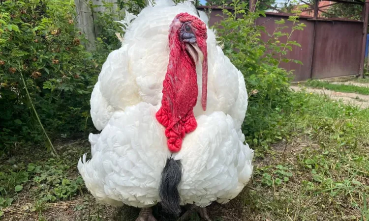 Добові індичата важкого кросу Біг 6 - фото № 1